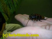 /home//u458753944/public_html/sourcegallery//Insects and small critters/roaches (Blattodea)/DSCN3702.JPG